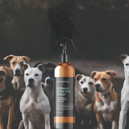 Dermal Scratch Spray for Dogs: Aloe Vera, Calendula & Vitamin E Pico X